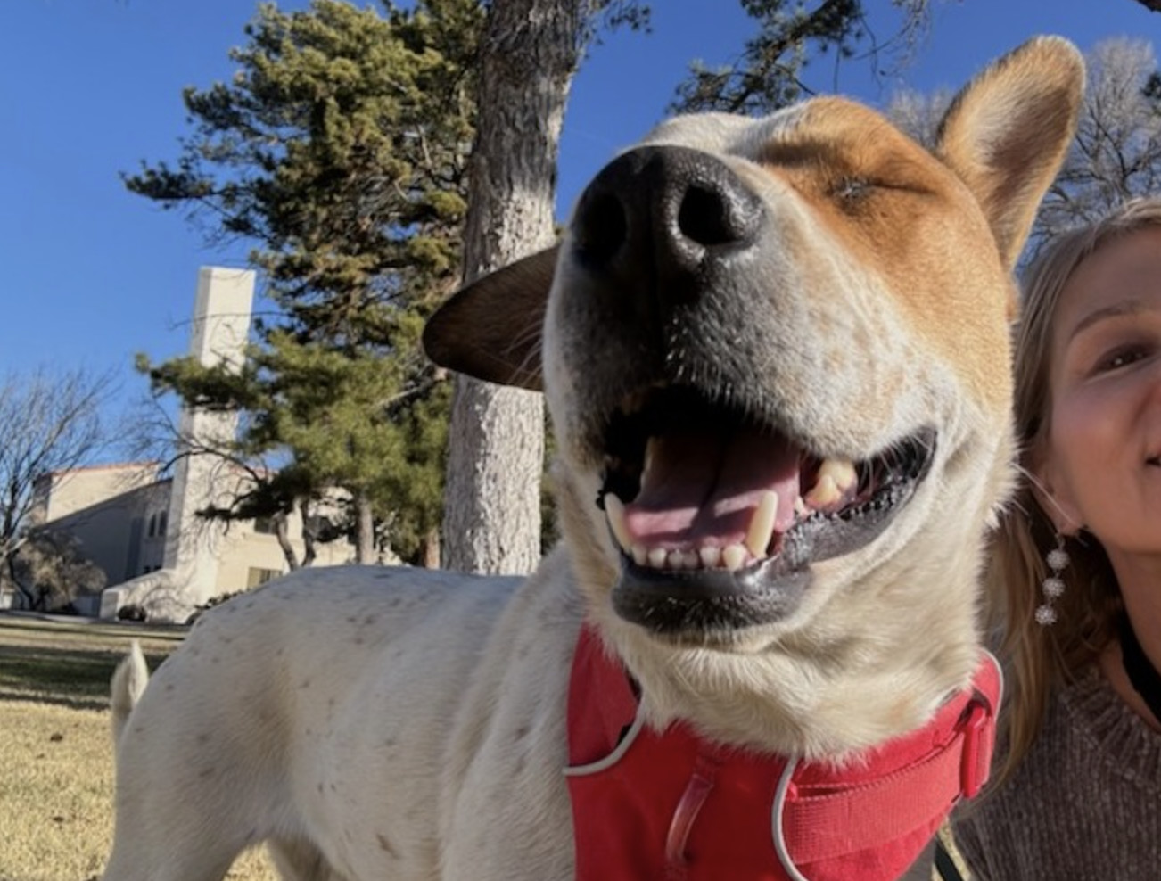 Cooper, an adoptable Australian Cattle Dog / Blue Heeler in Williamsburg, NM, 87942 | Photo Image 4