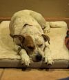 Cooper photo 6