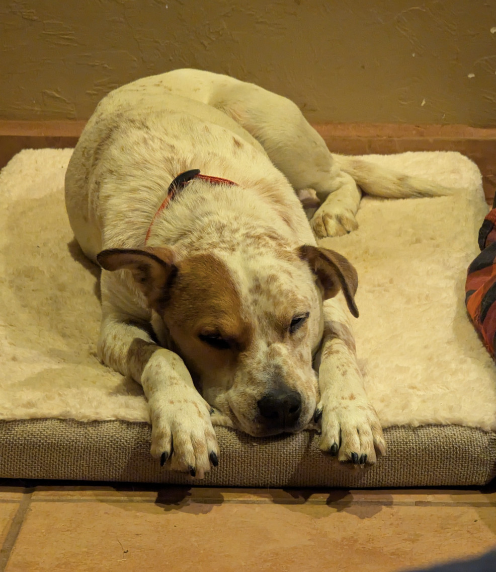 Cooper, an adoptable Australian Cattle Dog / Blue Heeler in Williamsburg, NM, 87942 | Photo Image 6