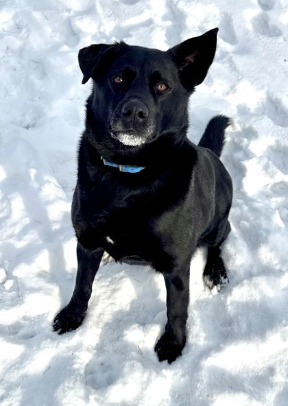 Melo, an adoptable Labrador Retriever, Siberian Husky in Willmar, MN, 56201 | Photo Image 1