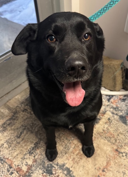 Melo, an adoptable Labrador Retriever, Siberian Husky in Willmar, MN, 56201 | Photo Image 2