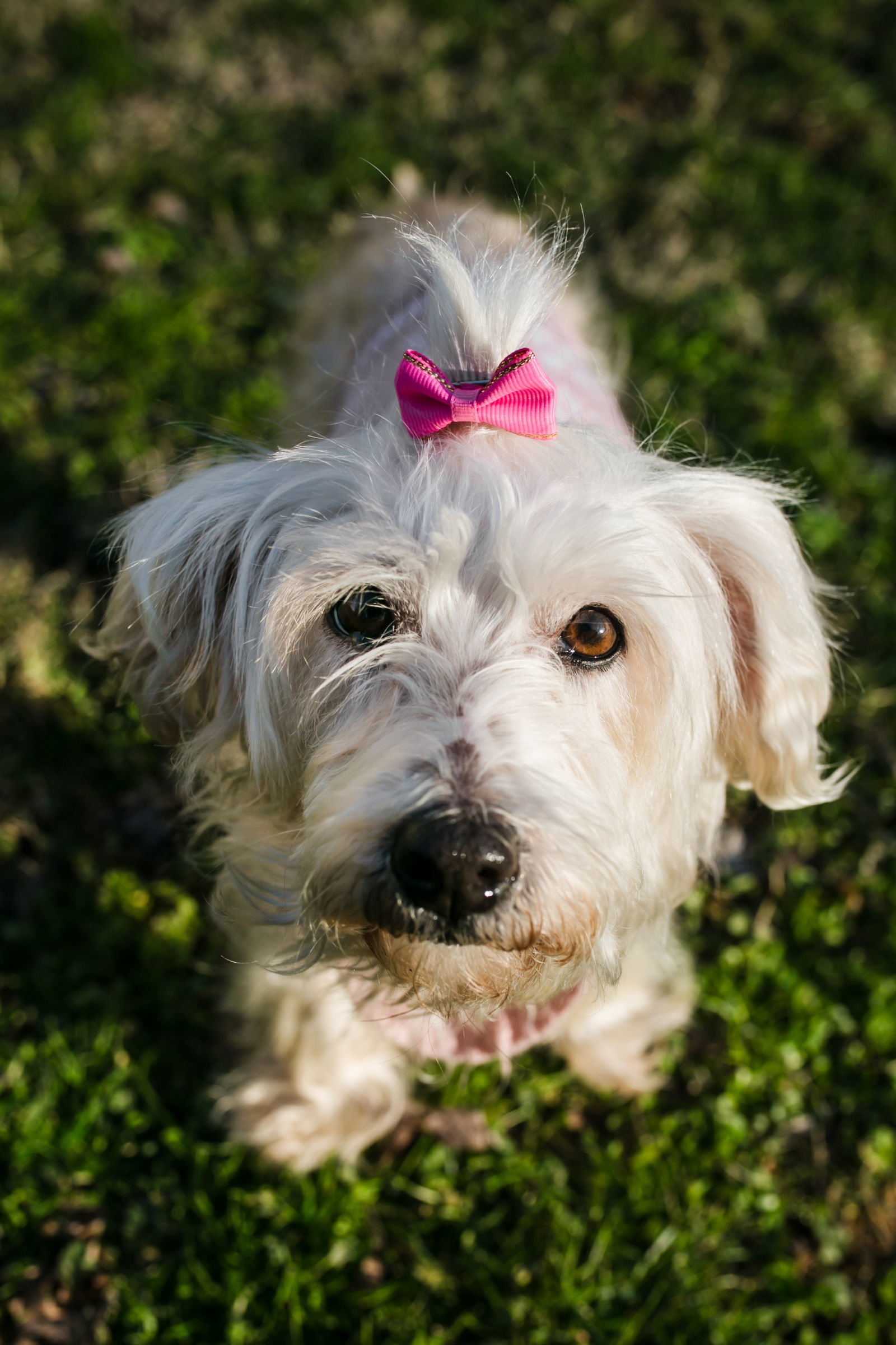 Opal, an adoptable Maltese, West Highland White Terrier / Westie in Nashville, TN, 37215 | Photo Image 1