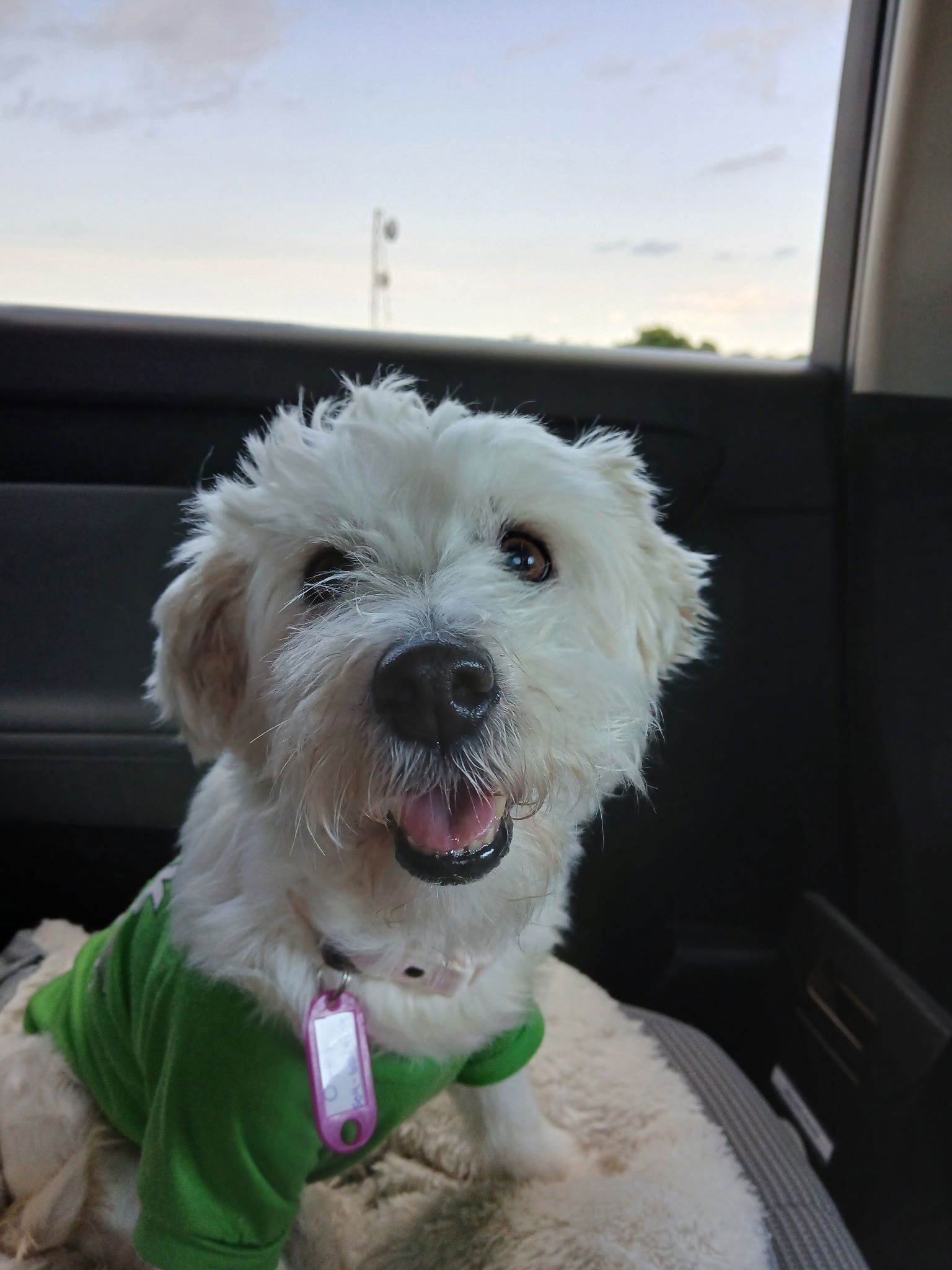 Opal, an adoptable Maltese, West Highland White Terrier / Westie in Nashville, TN, 37215 | Photo Image 3