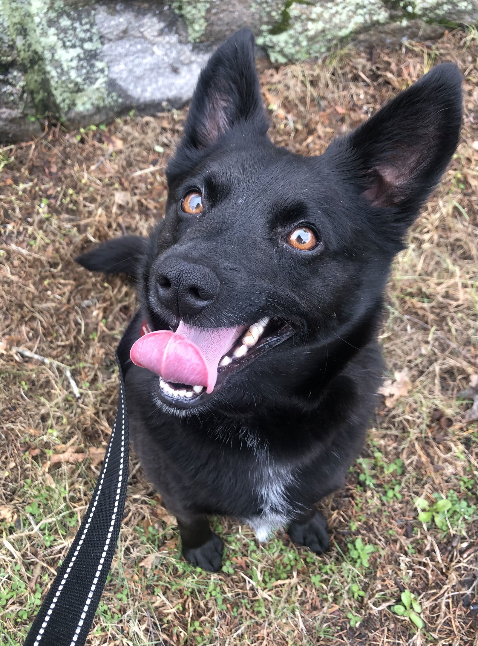 Daisy Warf, an adoptable Schipperke in Wakefield, RI, 02880 | Photo Image 1