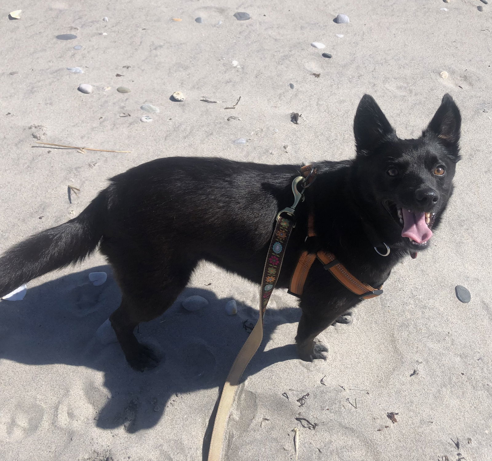 Daisy Warf, an adoptable Schipperke in Wakefield, RI, 02880 | Photo Image 2