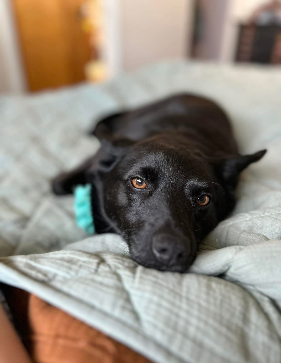 Daisy Warf, an adoptable Schipperke in Wakefield, RI, 02880 | Photo Image 3