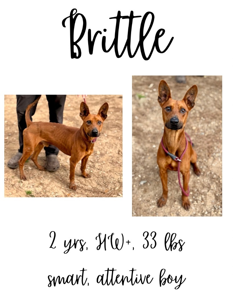 Brittle