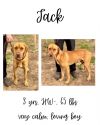 Jack photo 1
