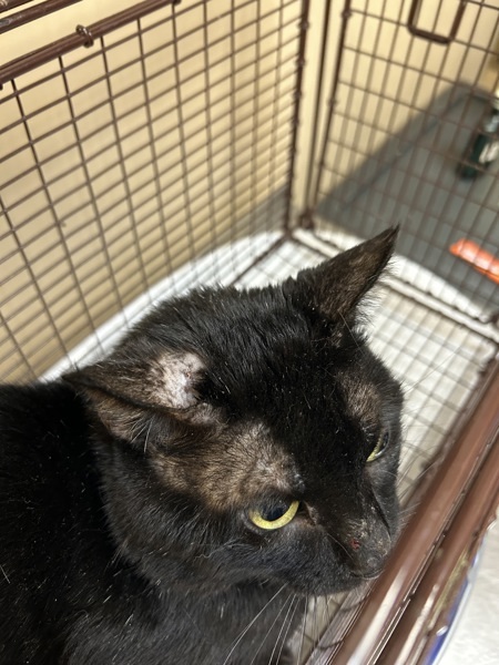 Ludo, an adoptable Domestic Medium Hair in Spokane Valley, WA, 99212 | Photo Image 1
