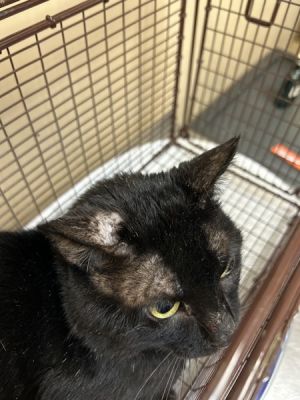 Primary Color Black Secondary Color White Weight 8lbs Animal has been Neutered