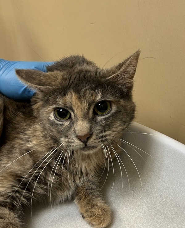 Amy, an adoptable Domestic Short Hair in Spokane Valley, WA, 99212 | Photo Image 1