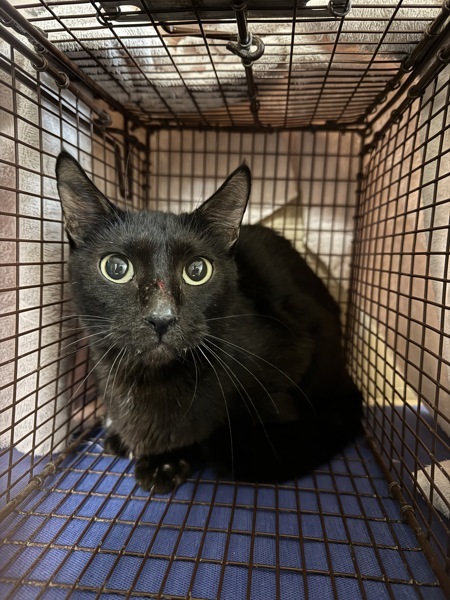 Deb, an adoptable Domestic Medium Hair in Spokane Valley, WA, 99212 | Photo Image 1