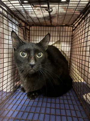 Primary Color Black Weight 625lbs Animal has been Spayed