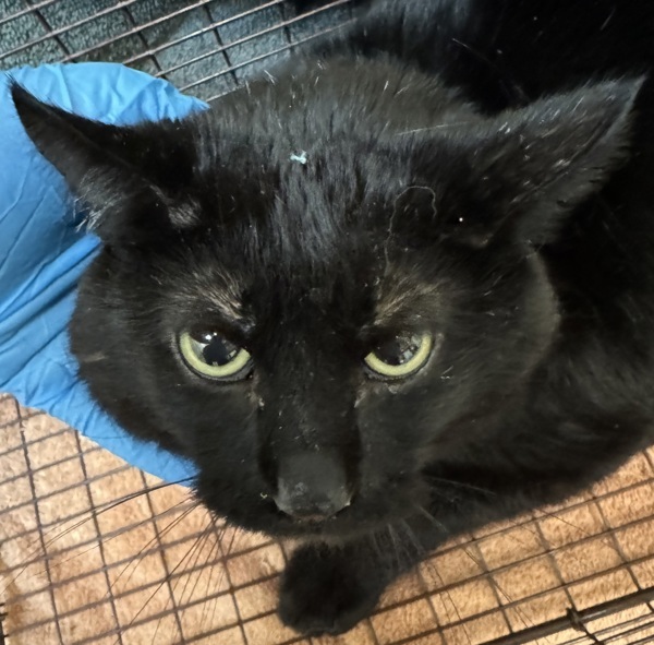 Hoggle, an adoptable Domestic Medium Hair in Spokane Valley, WA, 99212 | Photo Image 1