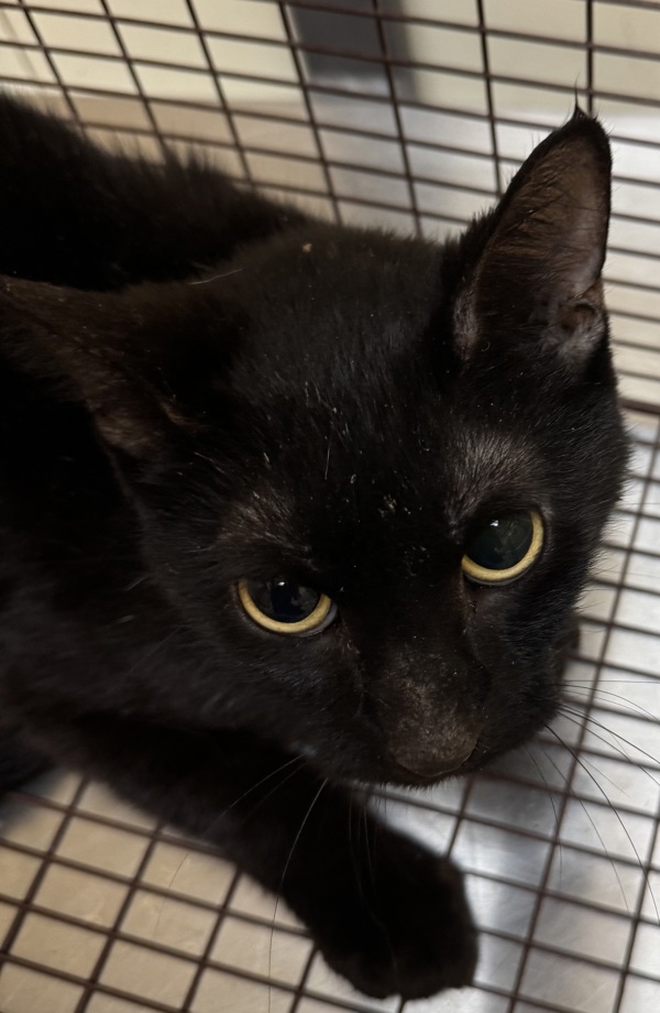 Tina, an adoptable Domestic Medium Hair in Spokane Valley, WA, 99212 | Photo Image 1