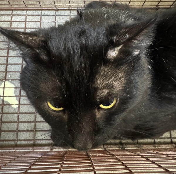 Jareth, an adoptable Domestic Medium Hair in Spokane Valley, WA, 99212 | Photo Image 1