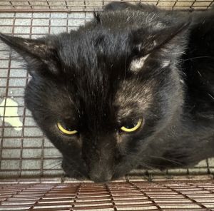 Primary Color Black Weight 10lbs Animal has been Neutered