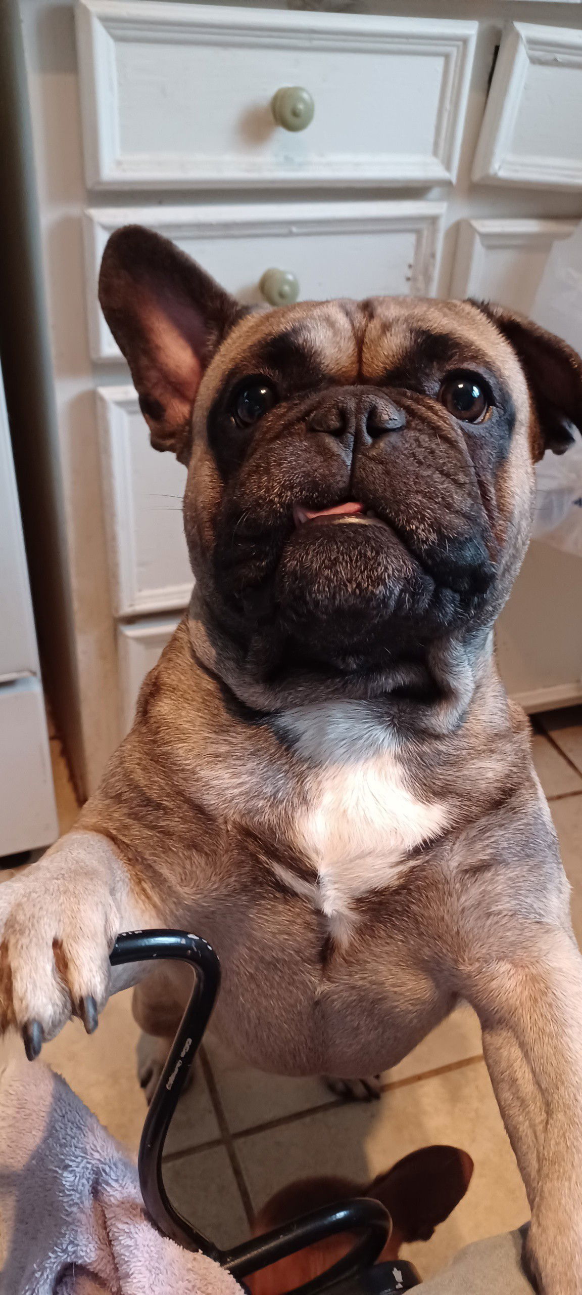 Gordo