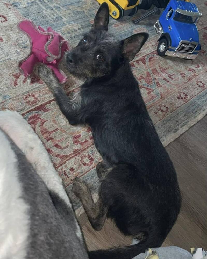 Vinny, an adoptable Mixed Breed in Mandan, ND, 58554 | Photo Image 4