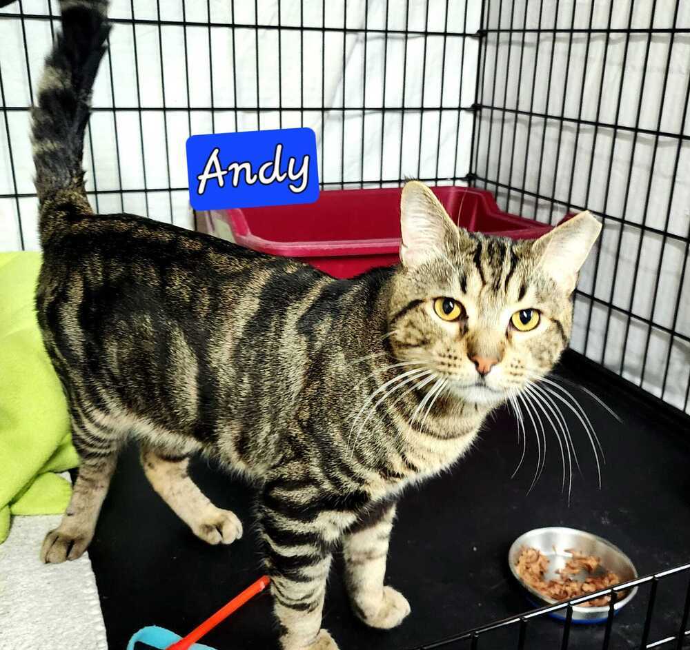 Andy