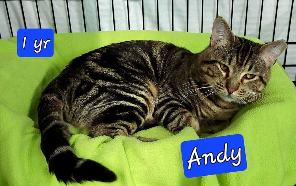 Andy