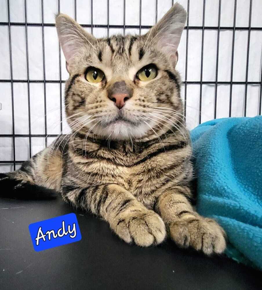 Andy