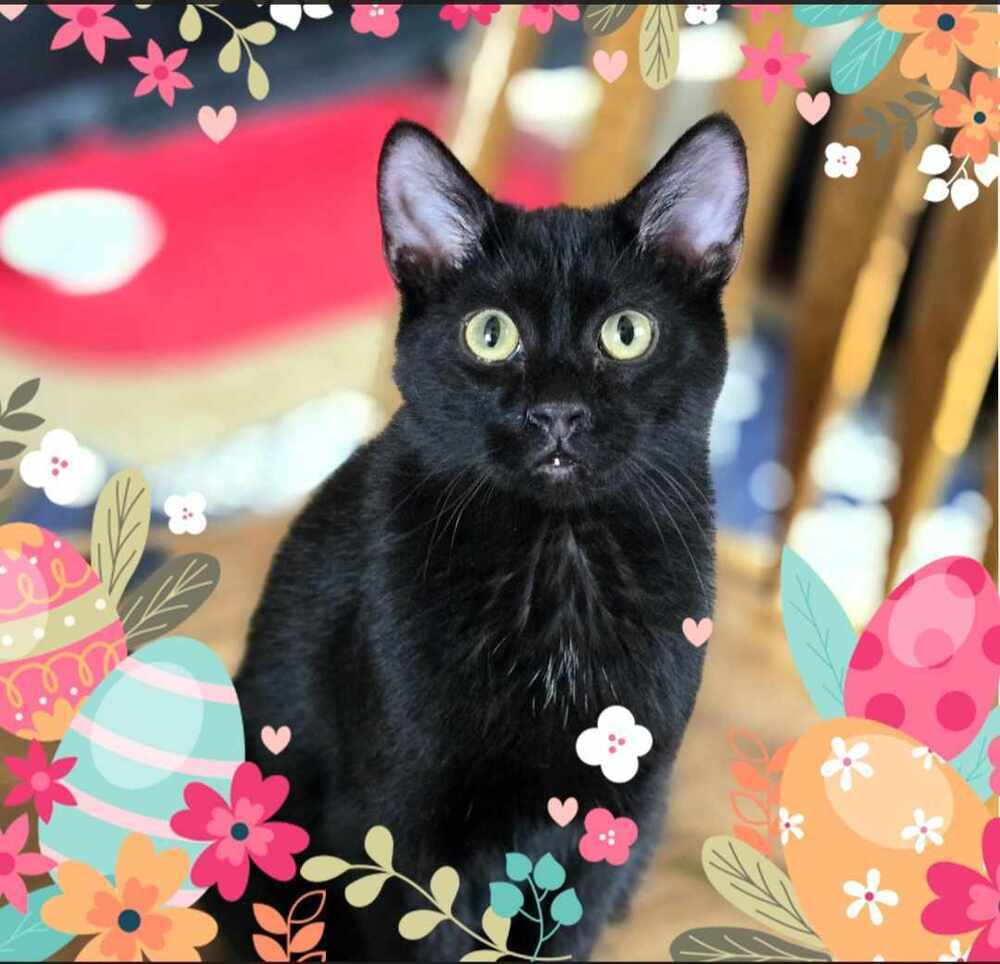 Sugar Ray ( aka Sugar )
