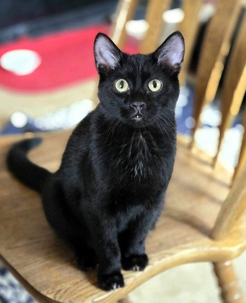 Sugar Ray ( aka Sugar )