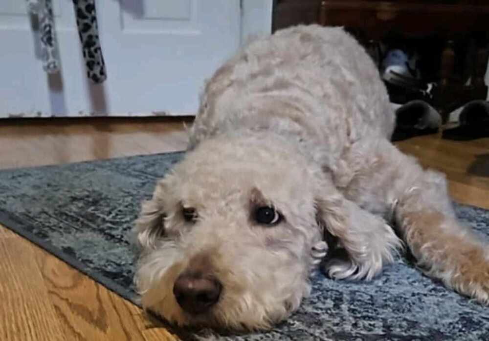 Fozzie, an adoptable Goldendoodle in Osgood, IN, 47037 | Photo Image 1