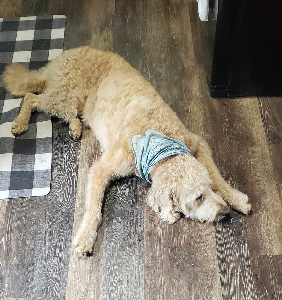 Fozzie