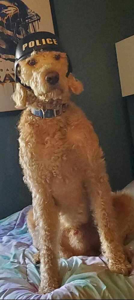 Fozzie