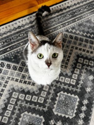 Ferdinand, Adult Male Domestic Short Hair