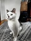 Ferdinand photo 2
