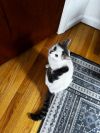 Ferdinand photo 4
