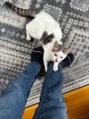 Ferdinand photo 6