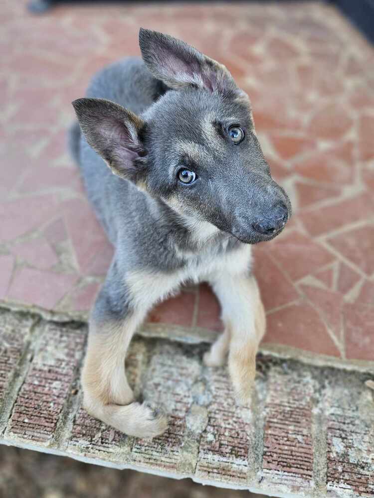 Freya, an adoptable Pumi in Wake Forest, NC, 27587 | Photo Image 2