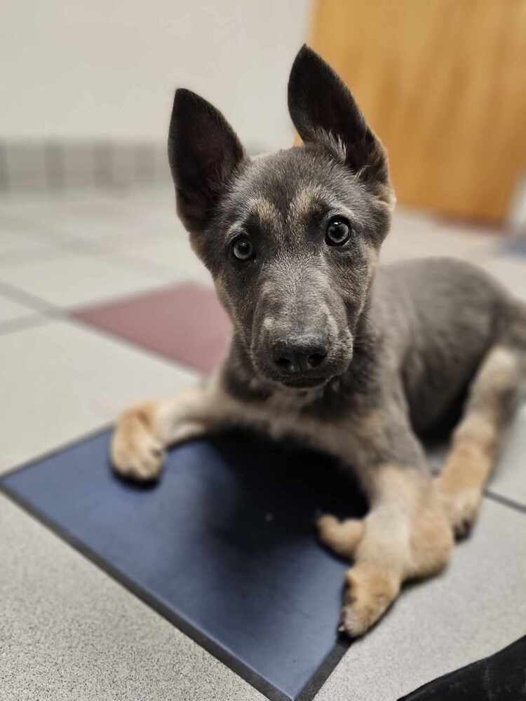 Freya, an adoptable Pumi in Wake Forest, NC, 27587 | Photo Image 3