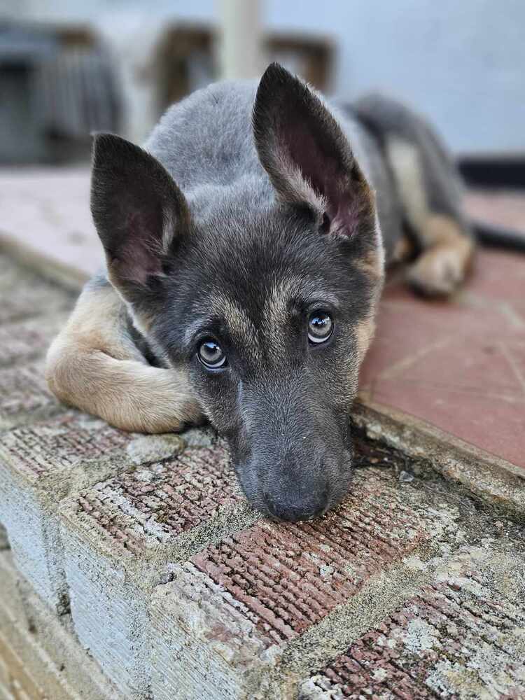 Freya, an adoptable Pumi in Wake Forest, NC, 27587 | Photo Image 4