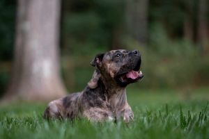 Melody, Adult Female American Bully