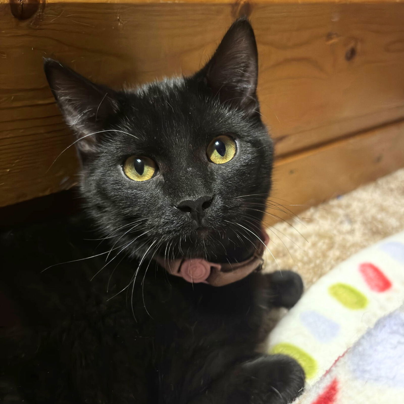 Xylo, an adoptable Domestic Short Hair in Laramie, WY, 82073 | Photo Image 1
