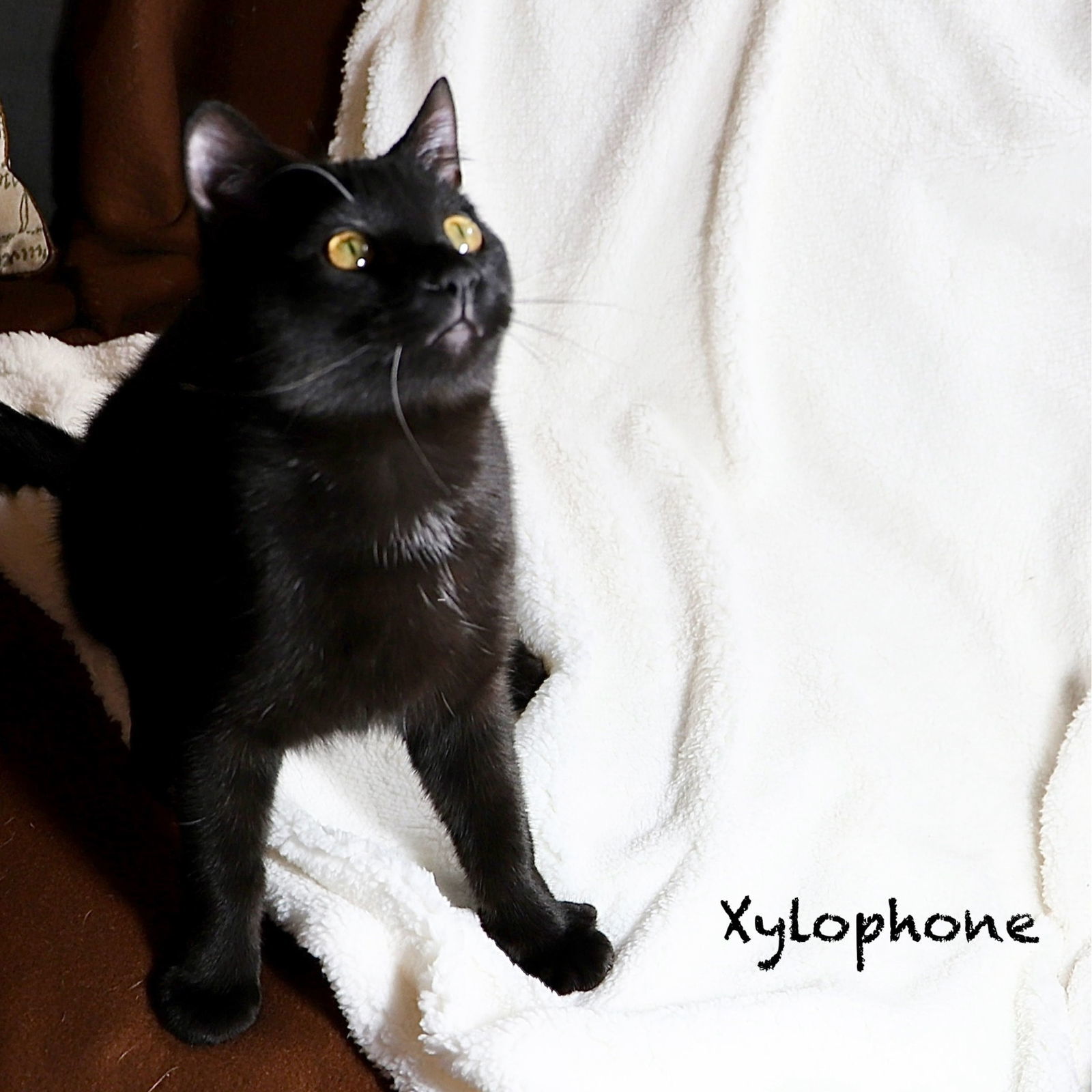 Xylo, an adoptable Domestic Short Hair in Laramie, WY, 82073 | Photo Image 2