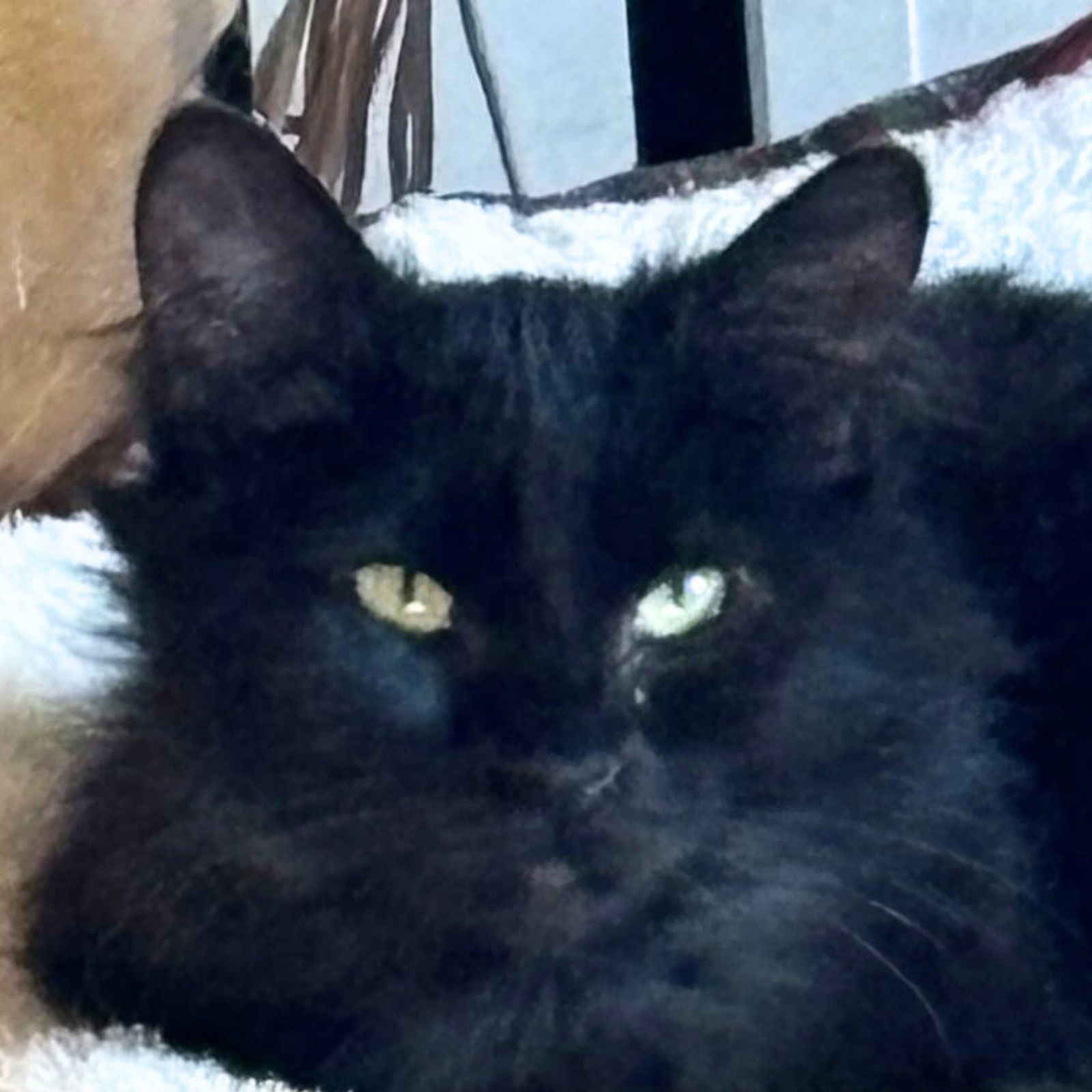 Chime, an adoptable Domestic Long Hair in Laramie, WY, 82073 | Photo Image 1