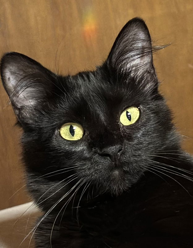 Chime, an adoptable Domestic Long Hair in Laramie, WY, 82073 | Photo Image 1