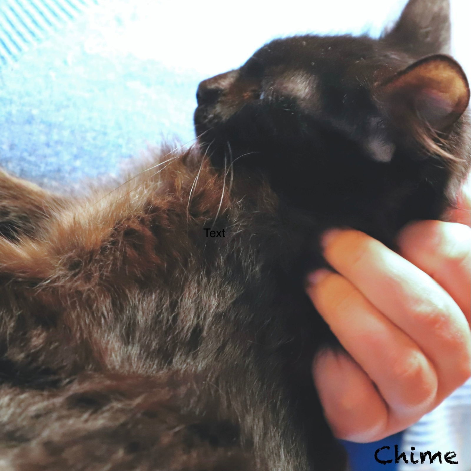 Chime, an adoptable Domestic Long Hair in Laramie, WY, 82073 | Photo Image 2