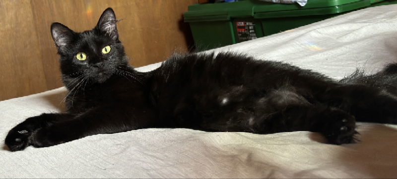 Chime, an adoptable Domestic Long Hair in Laramie, WY, 82073 | Photo Image 2