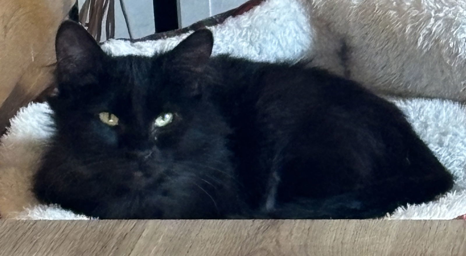 Chime, an adoptable Domestic Long Hair in Laramie, WY, 82073 | Photo Image 3