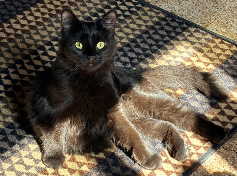 Chime, an adoptable Domestic Long Hair in Laramie, WY, 82073 | Photo Image 3