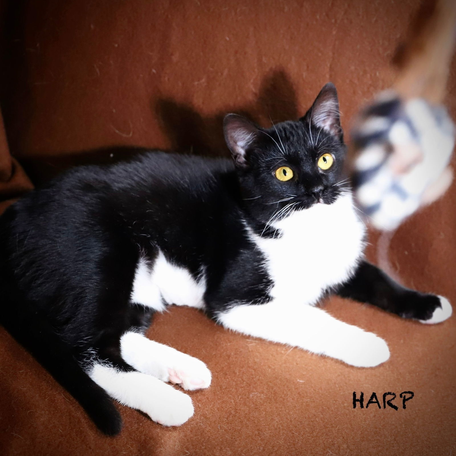 Harp, an adoptable Domestic Short Hair in Laramie, WY, 82073 | Photo Image 1