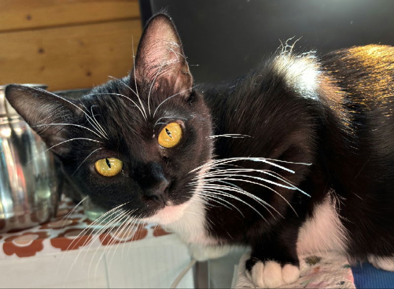 Harp, an adoptable Domestic Short Hair in Laramie, WY, 82073 | Photo Image 1