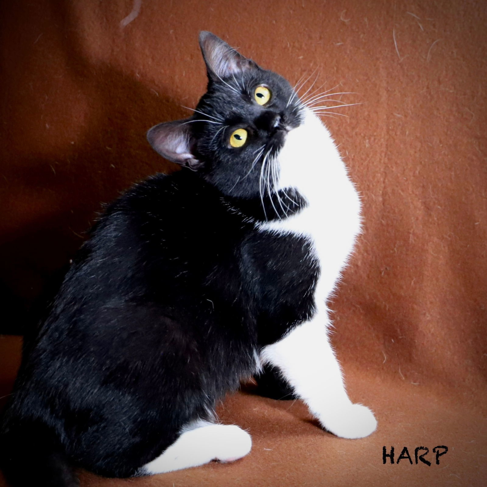 Harp, an adoptable Domestic Short Hair in Laramie, WY, 82073 | Photo Image 2